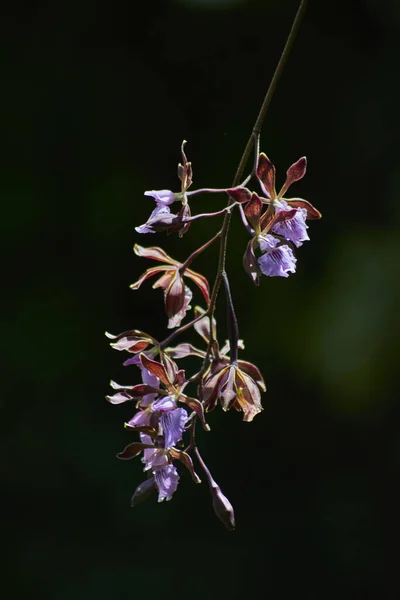 Zbliżenie Fireweed Dzikie Kwiaty Polu — Zdjęcie stockowe