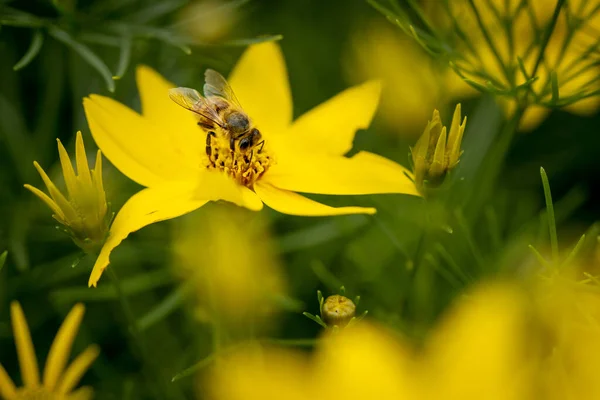 Primer Plano Una Abeja Polinizando Una Flor Amarilla —  Fotos de Stock