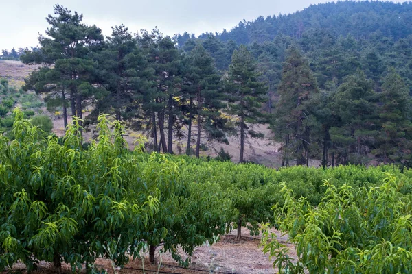 Krásná Krajina Svěží Zelenou Přírodou Toroslar Mersin Turecko — Stock fotografie