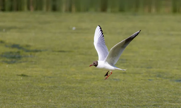 Close Black Headed Gull Flying Green Lawn — Stock Photo, Image