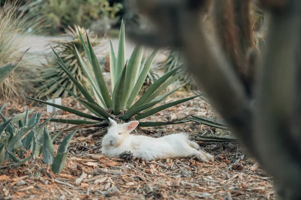 植物の下に白のかわいいウサギのクローズアップショット — ストック写真