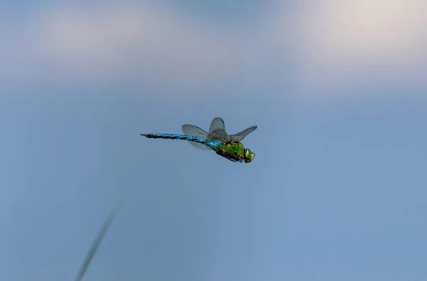蜻蜓在模糊的背景下对飞行中的蜻蜓的选择性聚焦 — 图库照片