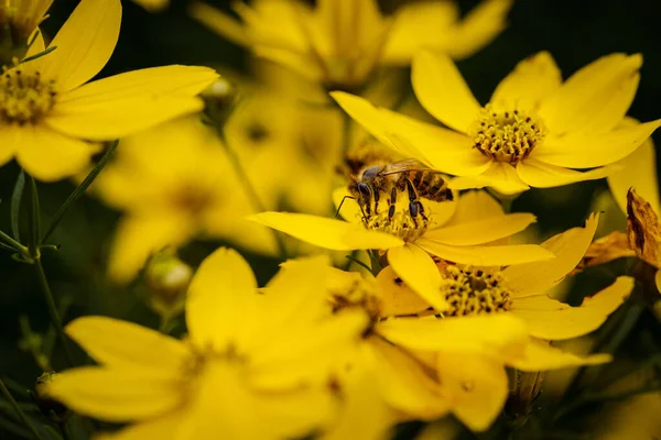 Detailní Záběr Včely Opylující Žlutou Květinu — Stock fotografie