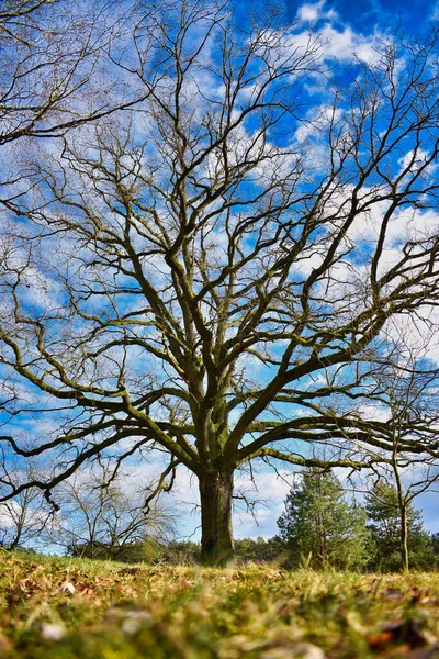 Pionowe Ujęcie Wielkiego Bezlistnego Drzewa Pod Zachmurzonym Niebem — Zdjęcie stockowe