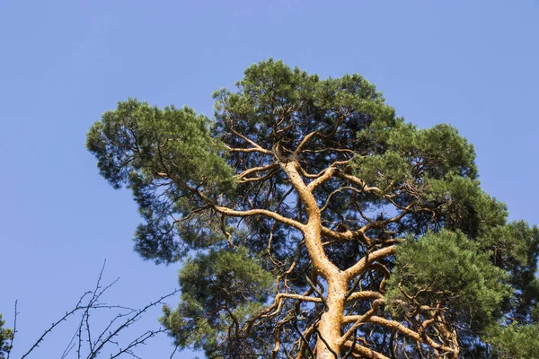 Uma Bela Vista Uma Casca Árvore Pinheiro Contra Céu Azul — Fotografia de Stock