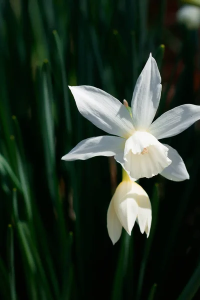 一张美丽的白色水仙花的垂直特写照片 — 图库照片
