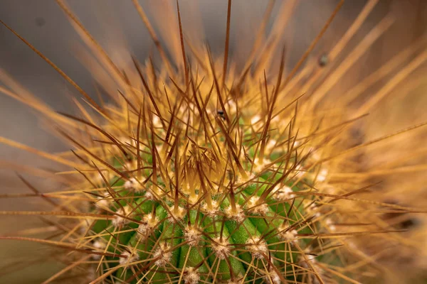 Närbild Skarpa Spikar Kaktus Anläggning — Stockfoto