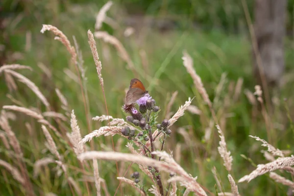 Closeupshot Butterfly Thistle — Stock Photo, Image