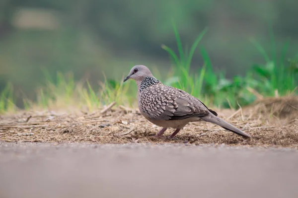 Closeup Shot Spotted Dove Park — Stock Photo, Image