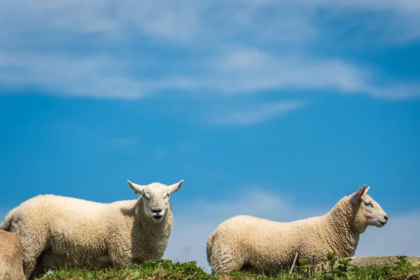 ホワイトズンズ湾近くのウェールズの田園風景の中の羊の放牧 — ストック写真