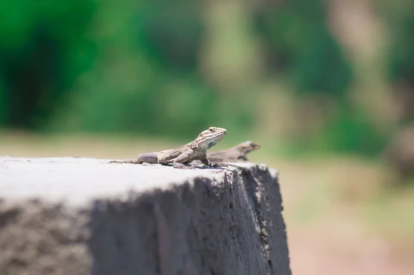 Lagarto Numa Rocha Com Fundo Desfocado — Fotografia de Stock