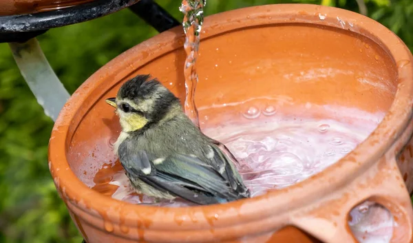 Egy Közeli Felvétel Egy Aranyos Kismadárról Amint Egy Agyagedényben Áll — Stock Fotó