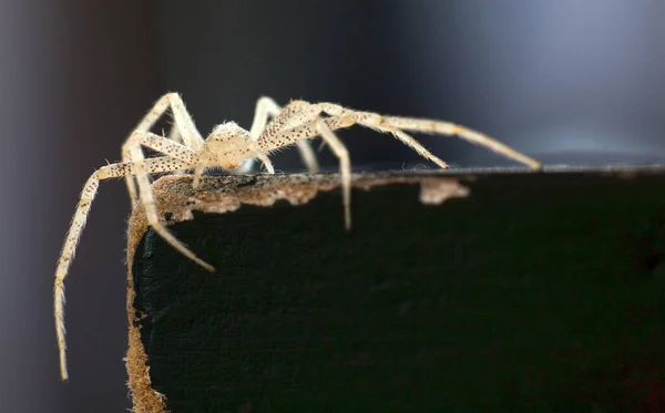 背景がぼやけている白いクモのクローズアップショット — ストック写真