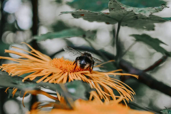 Primer Plano Una Abeja Sobre Una Flor Amarilla — Foto de Stock