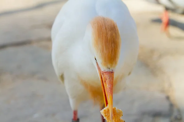 Eine Nahaufnahme Eines Kuhreihers Eines Weißen Watvogels Mit Gelbem Schnabel — Stockfoto