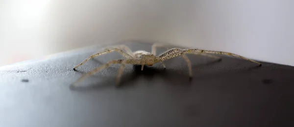 Primer Plano Una Araña Sobre Una Superficie Madera — Foto de Stock