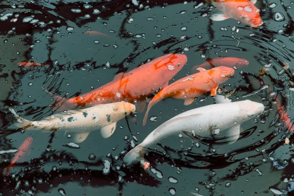 Sebuah Gambar Closeup Dari Cyprinus Carpio Ikan Oranye Dan Putih — Stok Foto