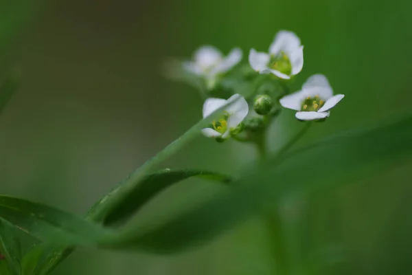 Zbliżenie Ujęcie Białego Iberis Amara Kwiaty Rozmytym Tle — Zdjęcie stockowe