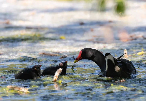 Close Common Moorhen Mother Babies Swimming Messy Pond Summer Day — Stock fotografie
