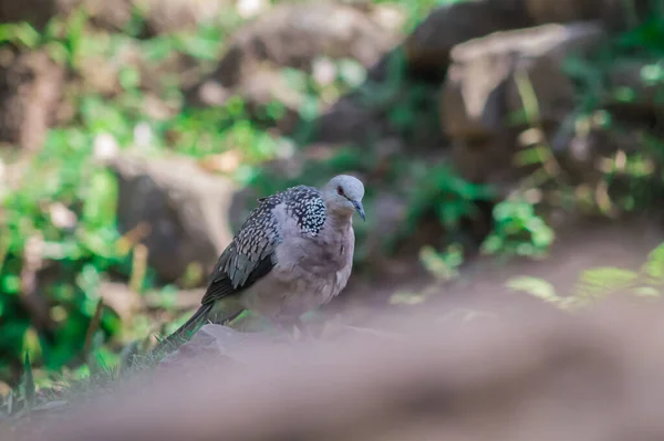 Eine Nahaufnahme Einer Gefleckten Taube Die Auf Holz Hockt — Stockfoto