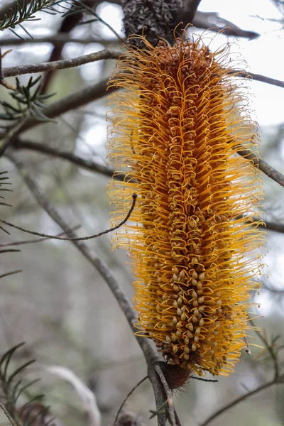 Eine Vertikale Aufnahme Einer Schönen Gelben Banksia Blume Einem Garten — Stockfoto