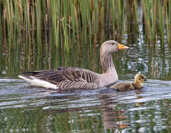 Nahaufnahme Einer Mutter Graugans Mit Baby Beim Schwimmen Einem Teich — Stockfoto