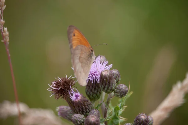 Mise Point Sélective Papillon Sur Chardon — Photo