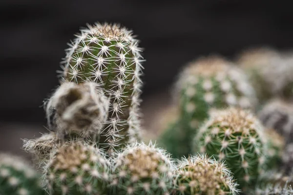 Közelkép Egy Kaktusz Növényről Éles Tüskékkel — Stock Fotó