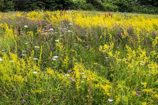 Uma Bela Vista Flores Amarelas Campo — Fotografia de Stock