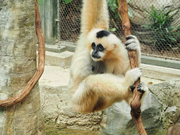 Gibón Barbudo Blanco Colgado Árbol Zoológico Kansas City —  Fotos de Stock