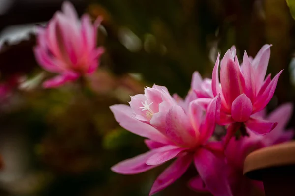 Цвітіння Квітучих Квітів Манголії — стокове фото