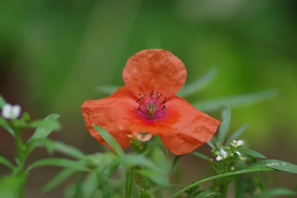 Close Papaver Apulum Papoula Fundo Borrado — Fotografia de Stock