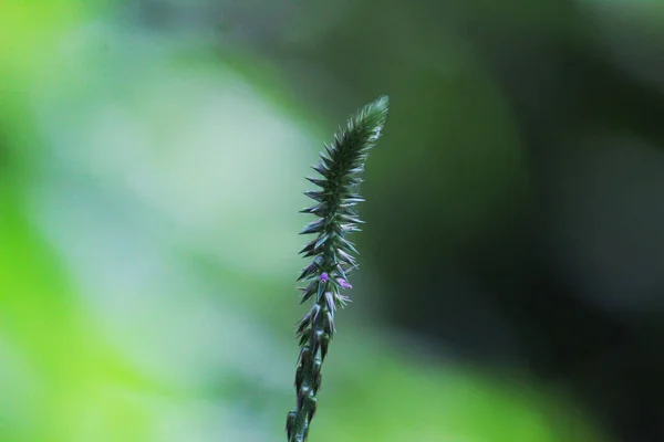 Eine Nahaufnahme Von Grünem Jahresragweed Auf Verschwommenem Hintergrund — Stockfoto