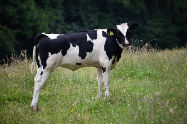 Uma Vaca Preta Branca Pastando Campo — Fotografia de Stock