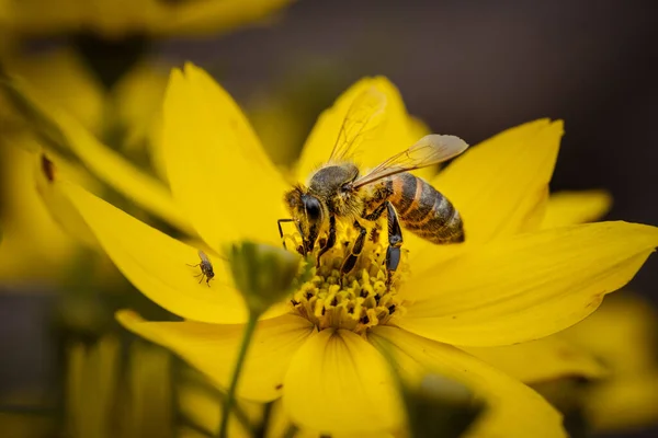 Közelkép Egy Méhről Amint Beporoz Egy Sárga Virágot — Stock Fotó