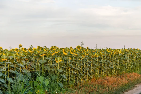 ひまわり畑の美しい景色 — ストック写真