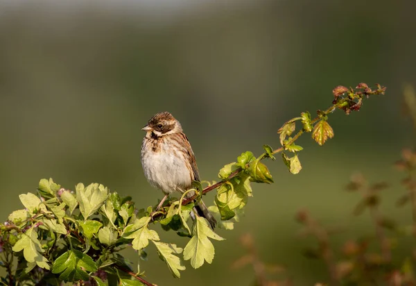 Eine Selektive Fokusaufnahme Eines Haussperlings Der Auf Einem Zweig Aus — Stockfoto