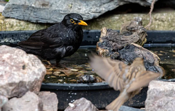 Een Close Van Een Gewone Merel Staand Zwarte Metalen Schaal — Stockfoto