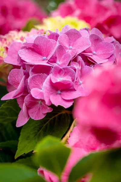 ピンクのアジサイの花を咲かせる垂直クローズアップ — ストック写真