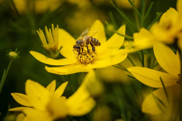 Eine Nahaufnahme Einer Biene Die Eine Gelbe Blume Bestäubt — Stockfoto