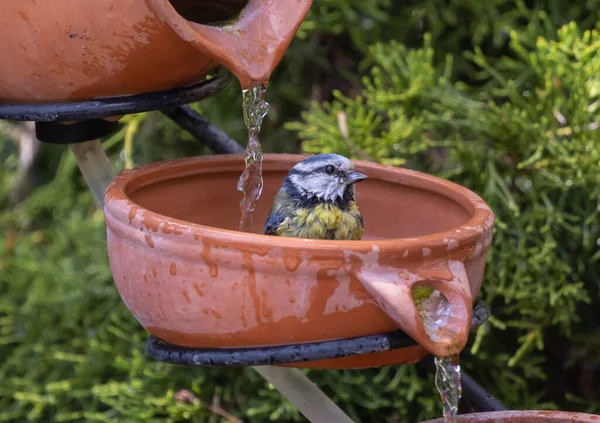 Een Close Shot Van Een Schattig Vogeltje Staand Een Klei — Stockfoto