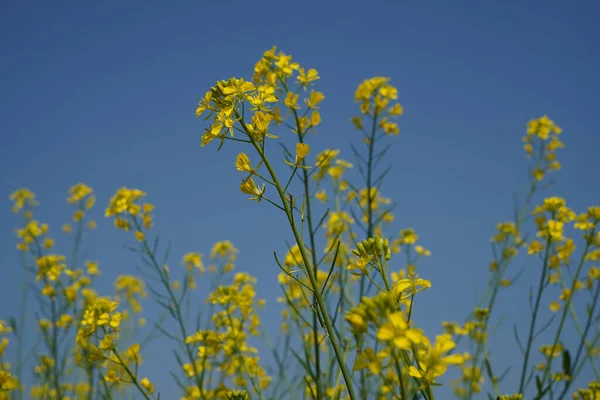 Närbild Bild Bild Ljusa Gula Canola Blommor — Stockfoto