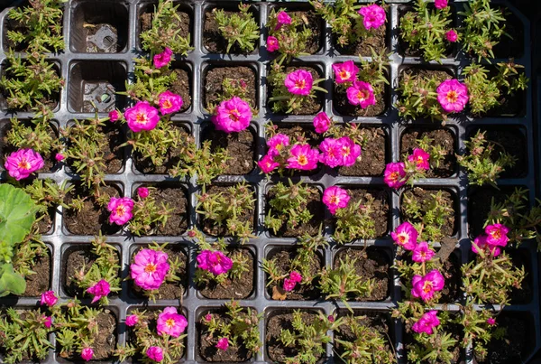 Вид Зверху Фіолетові Квіти Спеціальних Горщиках — стокове фото