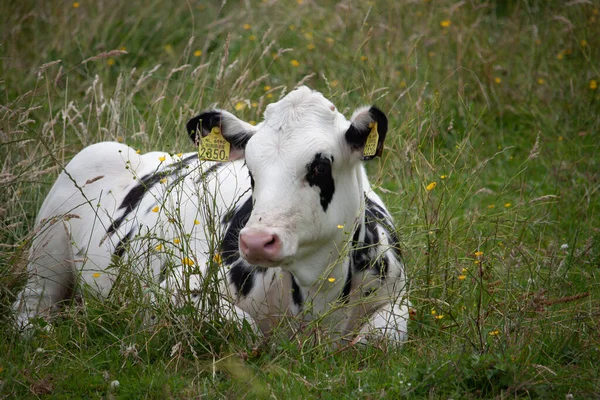 一头黑白母牛躺在田野里 — 图库照片