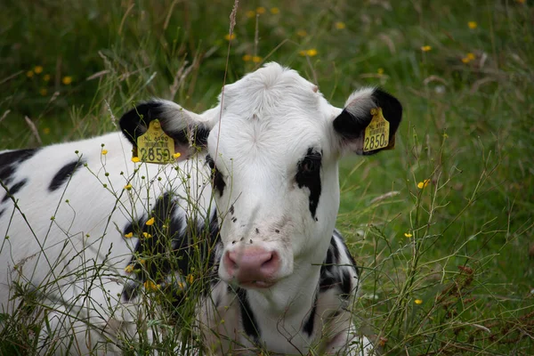 Uma Vaca Preta Branca Deitada Campo — Fotografia de Stock