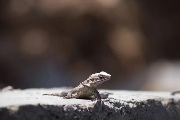 Lagarto Sobre Uma Rocha Com Fundo Desfocado — Fotografia de Stock