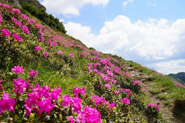 Lindas Flores Roxas Rododendros Uma Montanha — Fotografia de Stock