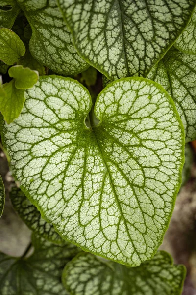 Sebuah Gambar Close Vertikal Hijau Siberia Bugloss Daun — Stok Foto