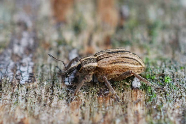 Detailní Záběr Pruhovaného Druhu Weevil Dřevěném Povrchu Pokrytém Mechem — Stock fotografie