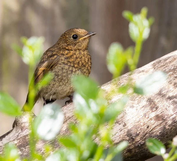 Gros Plan Oiseau Attrape Mouches Brun Vieux Monde Debout Sur — Photo